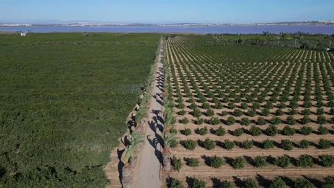 Aerial views over top of rows of orange trees in plantation Stock Footage 230947095