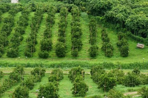 Aerial views over top of rows of orange trees in plantation in sunset Foto stock