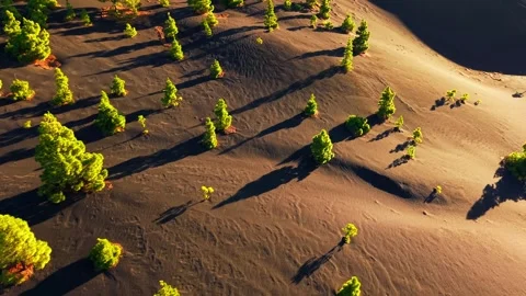 Aerial views of pine trees casting long shadows on the black volcanic ground Stock-Footage 308423556