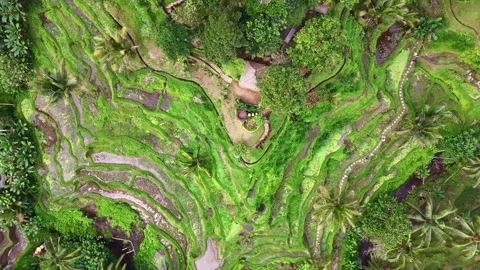 Aerial views of rice fields in Bali. drone view rice terraces in Indonesia Stock Footage 284993698