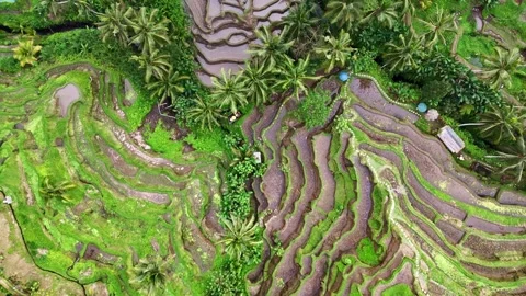 Aerial views of rice fields in Bali. drone view rice terraces in Indonesia Stock Footage 284993713