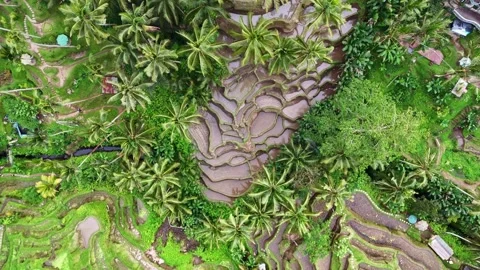 Aerial views of rice fields in Bali. drone view rice terraces in Indonesia Stock Footage 284993726