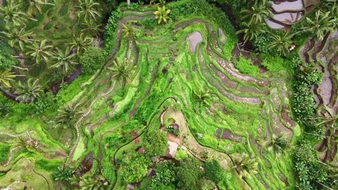 Aerial views of rice fields in Bali. drone view rice terraces in Indonesia Stock Footage 284993754
