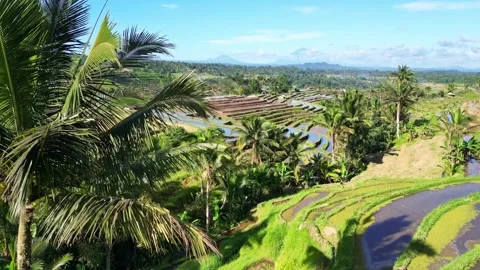 Aerial views of rice fields in Bali. drone view rice terraces in Indonesia Stock Footage 284993909