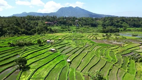 Aerial views of rice fields in Bali. drone view rice terraces in Indonesia Stock Footage 284994371