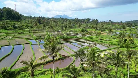 Aerial views of rice fields in Bali. drone view rice terraces in Indonesia Stock Footage 284994457