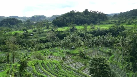 Aerial views of rice fields in Bali. drone view rice terraces in Indonesia Stock Footage 284994463