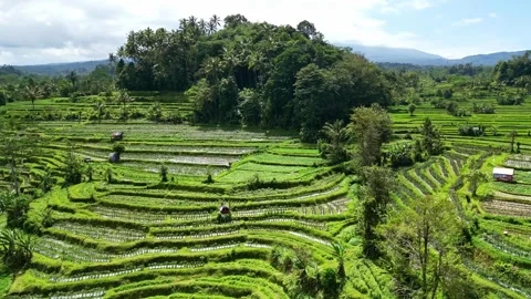 Aerial views of rice fields in Bali. drone view rice terraces in Indonesia Stock Footage 284994553