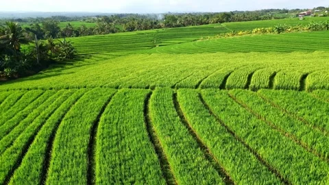 Aerial views of rice fields in Bali. drone view rice terraces in Indonesia Stock Footage 284994590