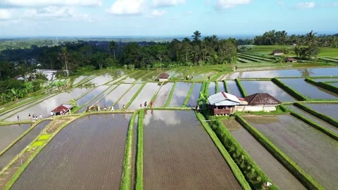 Aerial views of rice fields in Bali. drone view rice terraces in Indonesia Видео 284994639