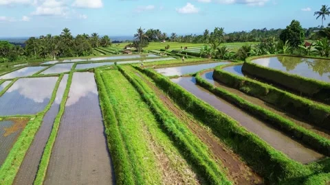 Aerial views of rice fields in Bali. drone view rice terraces in Indonesia Stock Footage 284994640