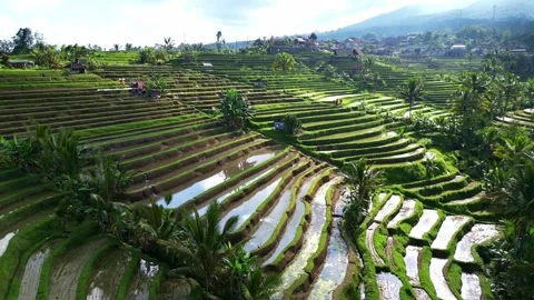 Aerial views of rice fields in Bali. drone view rice terraces in Indonesia Stock Footage 284994666