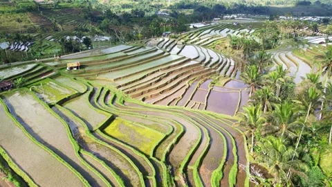Aerial views of rice fields in Bali. drone view rice terraces in Indonesia Видео 284994701