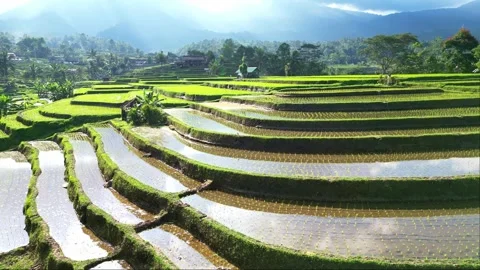 Aerial views of rice fields in Bali. drone view rice terraces in Indonesia Видео 284994744