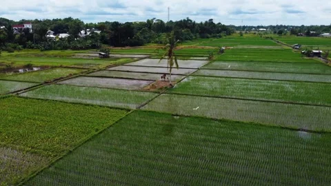 Aerial views of rice fields in Bali, Indonesia. Stock-Footage 291672579