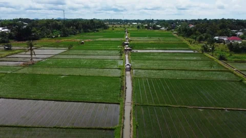 Aerial views of rice fields in Bali, Indonesia. Stock Footage 291673155