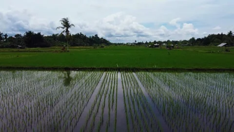 Aerial views of rice fields in Bali, Indonesia. Stock Footage 291673622