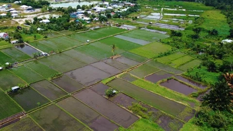 Aerial views of rice fields in Bali, Indonesia. Stock Footage 291673704