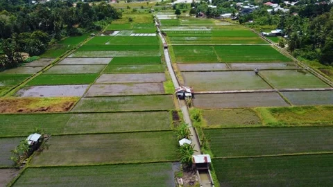 Aerial views of rice fields in Bali, Indonesia. Stock Footage 291673872