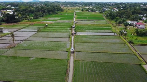Aerial views of rice fields in Bali, Indonesia. Stock Footage 291674158