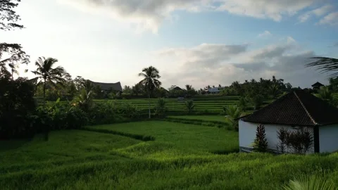 Aerial views of rice fields in indonesia with palm trees in the landscape Stock Footage 246203604