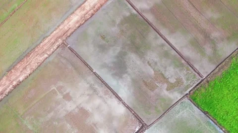 Aerial views of rice fields in Nam Thanh, Lam Dong, Vietnam show farmers Stock Footage 343700766