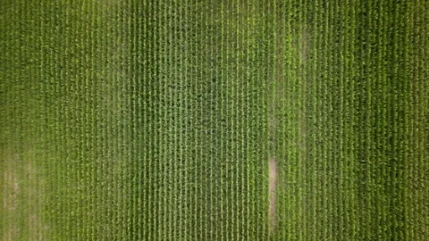 Aerial views show vast fields in the countryside of France Stock Footage 346305415