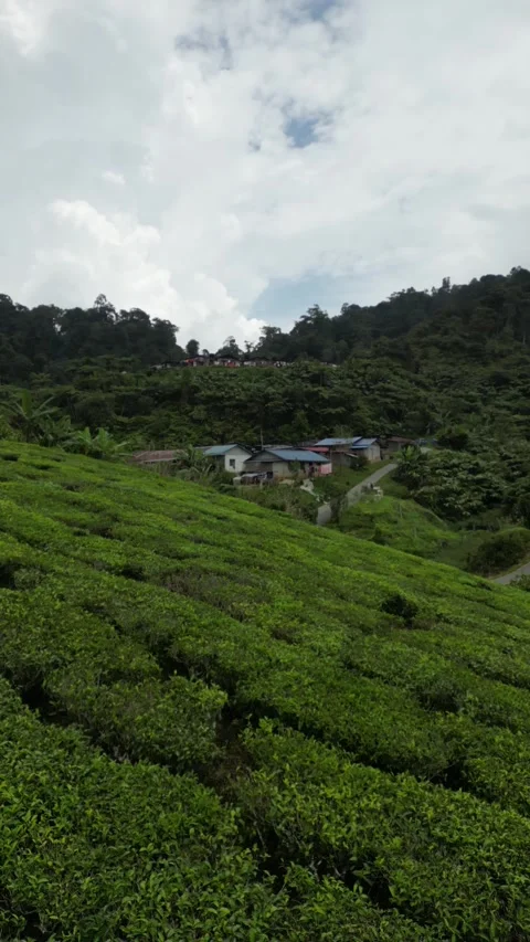 Aerial views of tea fields Stock Footage 246140303