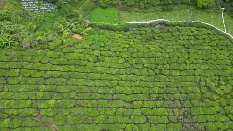 Aerial views of tea fields Stock Footage 246140501