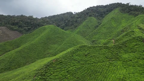 Aerial views of tea fields Stock Footage 246251168