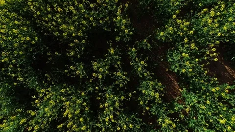 Aerial views of yellow fields Stock Footage 101096997