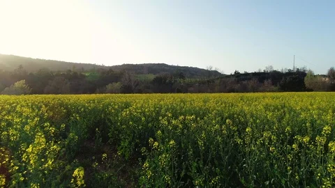 Aerial views of yellow fields Stock Footage 101097163