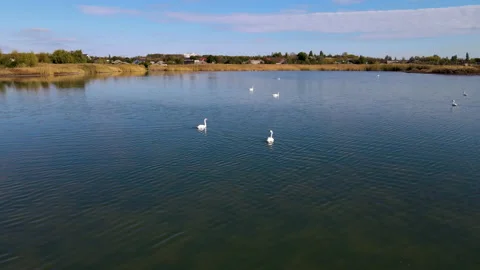 Aerial view.Swans on a clean lake in autumn. Stock Footage