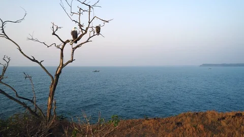 Aerial view.Two eagles fly from branches of dead tree on top of a rocky island. 스톡 동영상 101975960