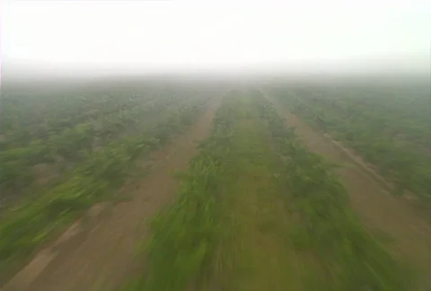 Aerial vineyard 01 Stock Footage 620743