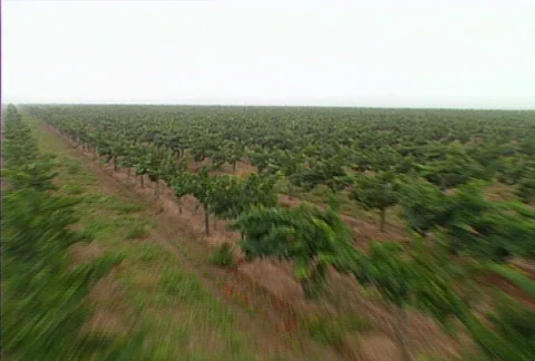 Aerial vineyard 02 Stock Footage 620746