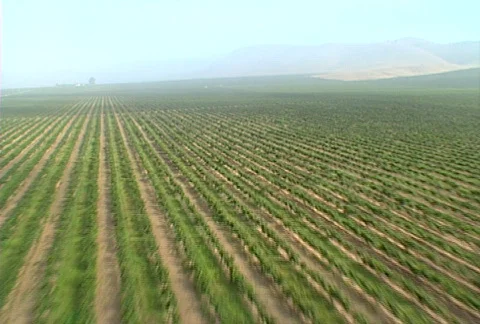 Aerial vineyard 05 Stock Footage 620767