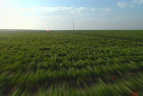 Aerial vineyard 06 Stock Footage 620775