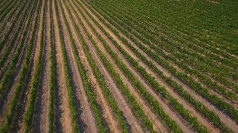 Aerial vineyard 1 Vídeo Stock 90680165