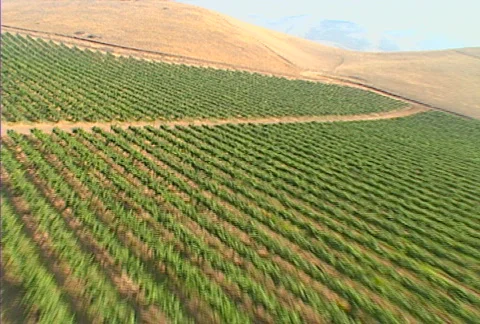 Aerial vineyard 10 Stock Footage 620800