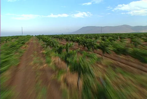 Aerial vineyard 11 Stock Footage 621265