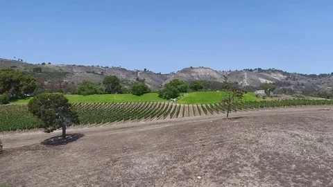 Aerial vineyard clip Stock Footage 77581630