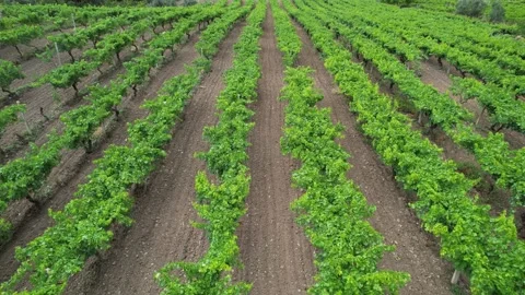 Aerial vineyard fields Stock Footage 201964646