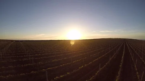 Aerial : Vineyard fields at sunrise Stock Footage 75550344