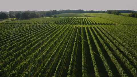 Aerial of a vineyard in the hamptons Vídeos de archivo 169492859