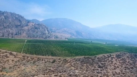 Aerial vineyard landscape Vídeo Stock 89780700