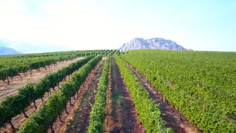 Aerial vineyard landscape with rows of vines Vídeo Stock 90680183