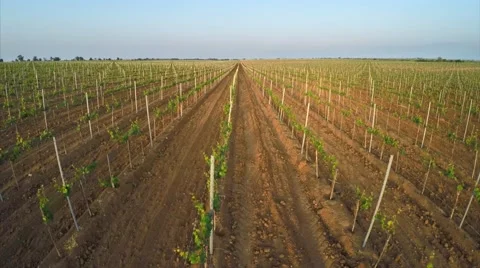 Aerial vineyard meadow Stock Footage 50363186