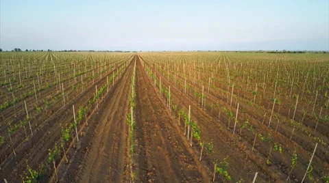 Aerial vineyard meadow Stock Footage 50375925