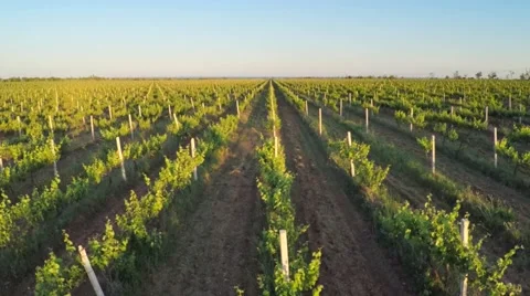 Aerial vineyard meadow 库存影片 50872936